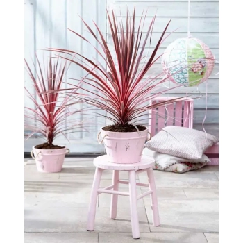 Cordyline Charlie Boy kordylina australijska duża